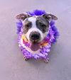 Bessie Lou
