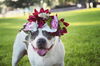 Bessie Lou