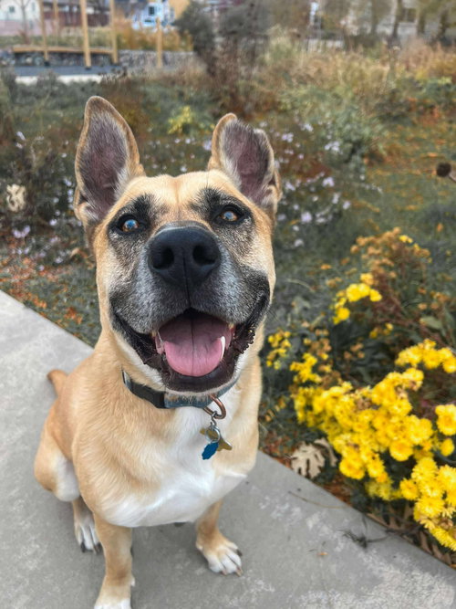 picture of the dog needing adoption