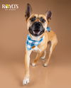 adoptable Dog in Sandy, UT named Mighty Mike