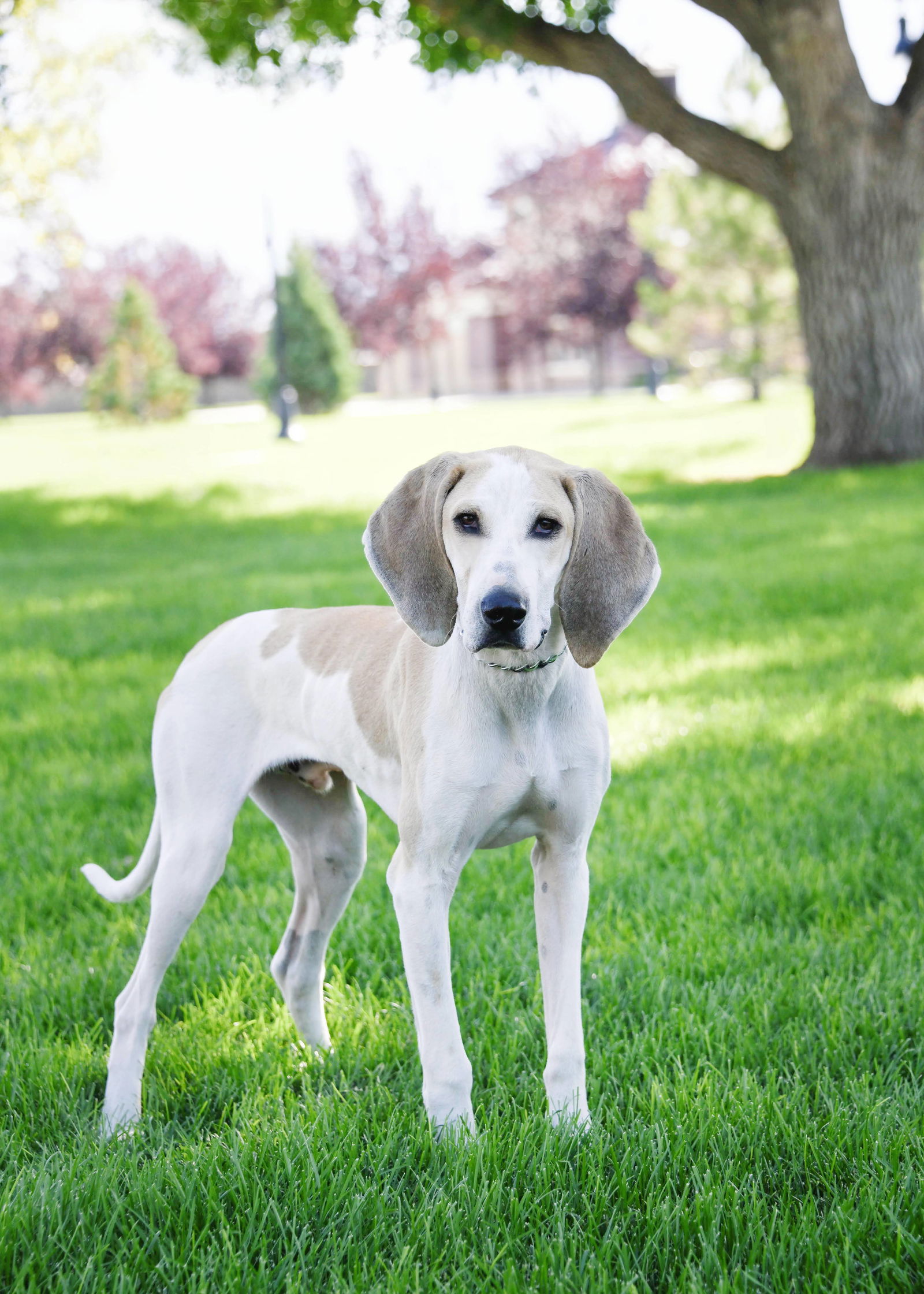 Scout the best sale dog walker