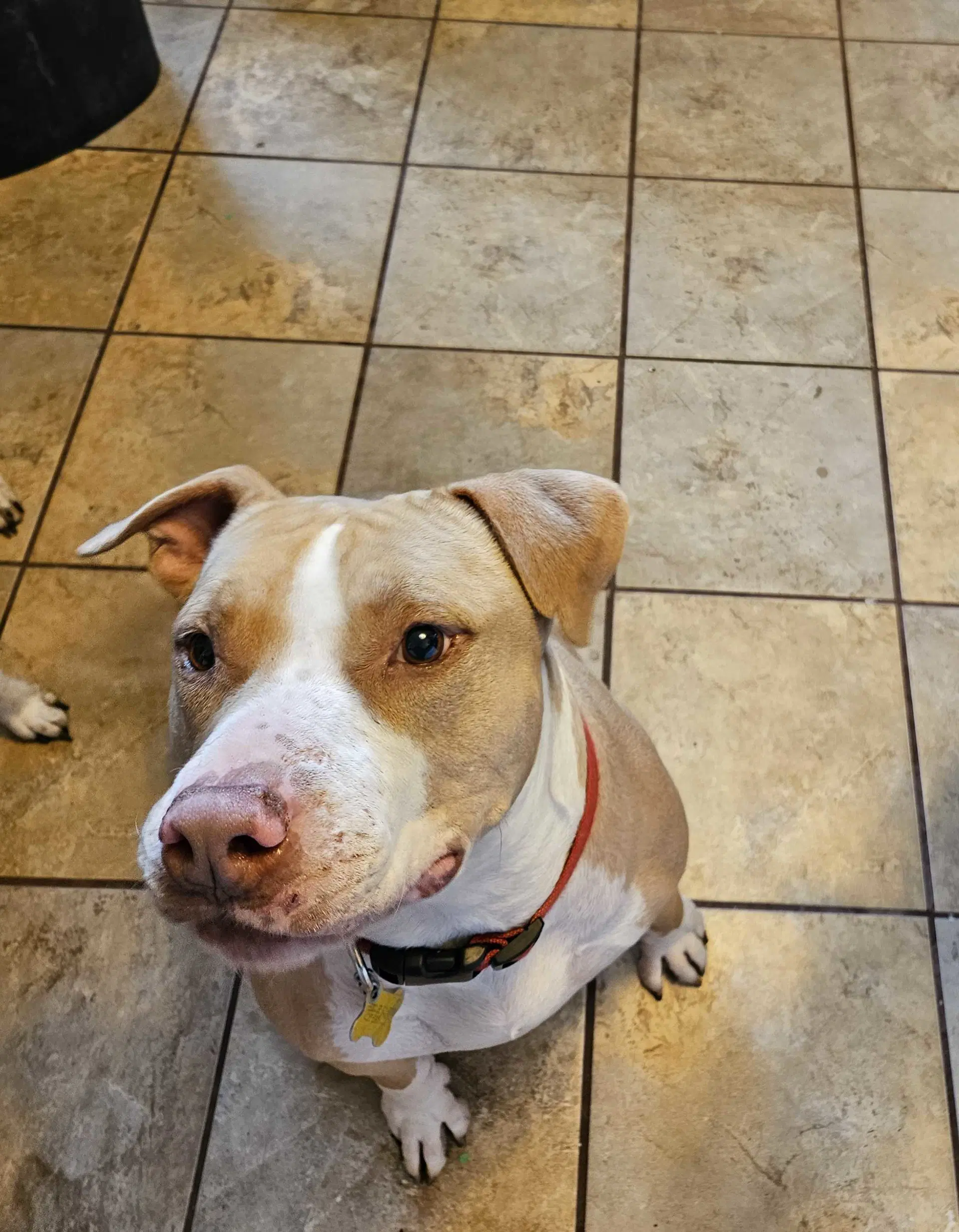 Duncan Doggie - Pit Bull Terrier