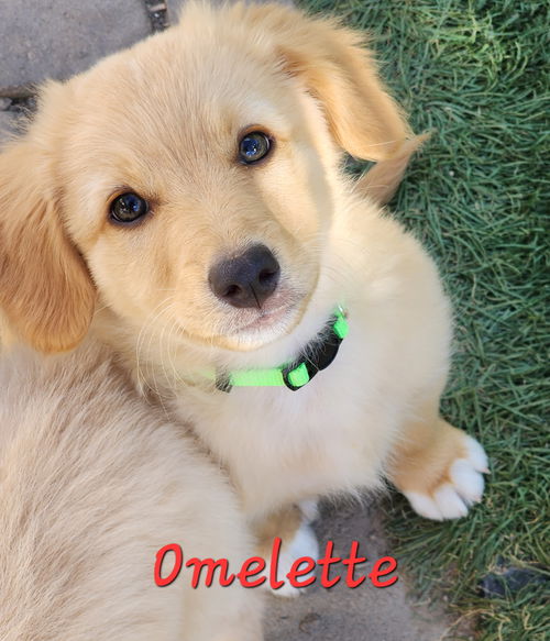 Omelette