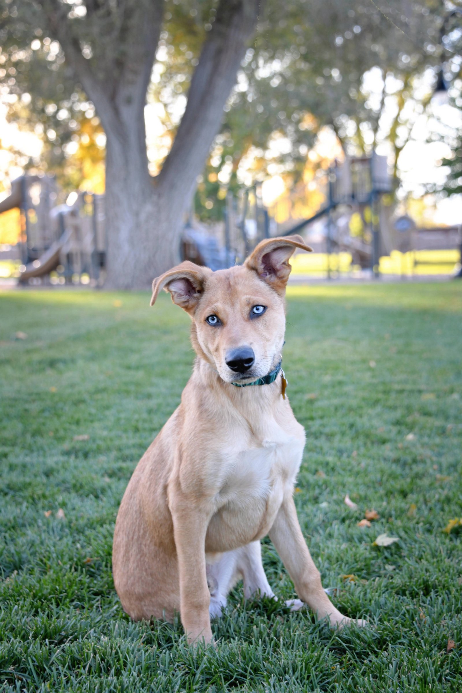 adoptable Dog in Sandy, UT named Thomas Knoxville