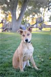 adoptable Dog in sandy, UT named Thomas Knoxville