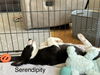 Serendipity