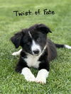 Twist of Fate