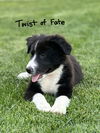 Twist of Fate