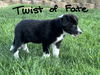 Twist of Fate