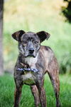 adoptable Dog in Sandy, UT named Perigee