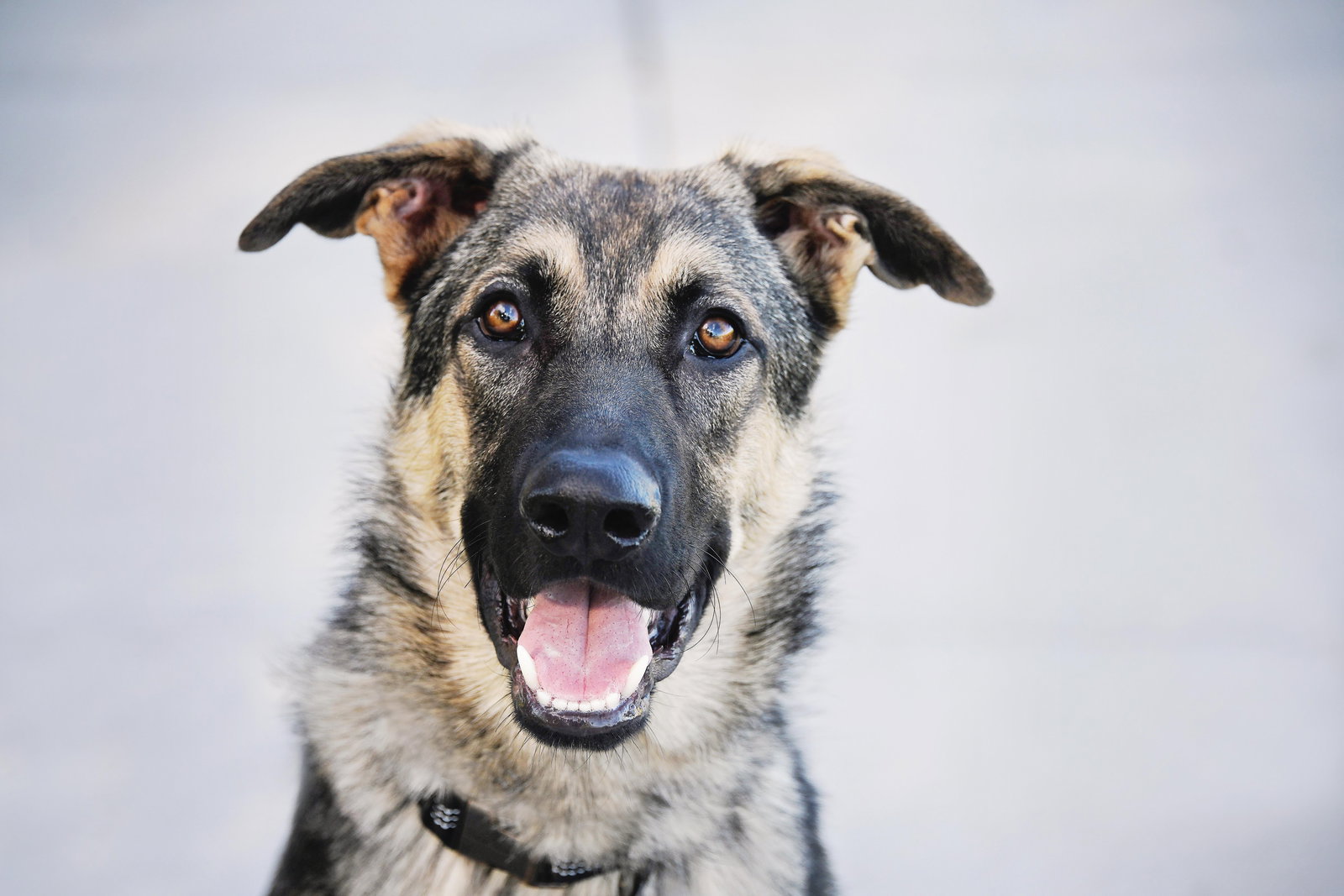 Dog for Adoption Oni, a German Shepherd Dog in Salt Lake City, UT