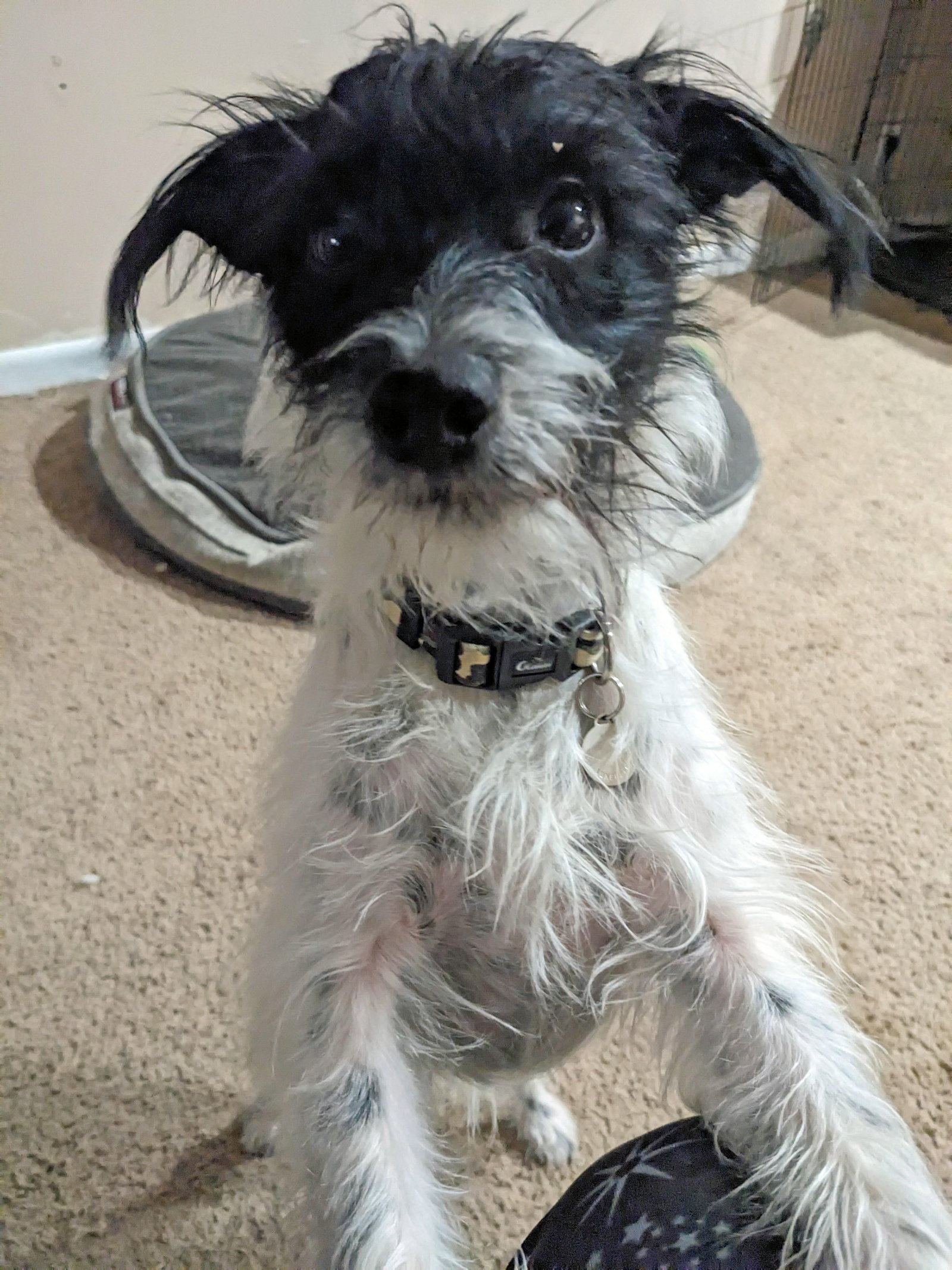 Dog adoption in Sandy, UT 84092 Schnauzer / Jack Russell Terrier