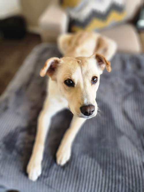 Collette, an adoptable Collie in Sandy, UT