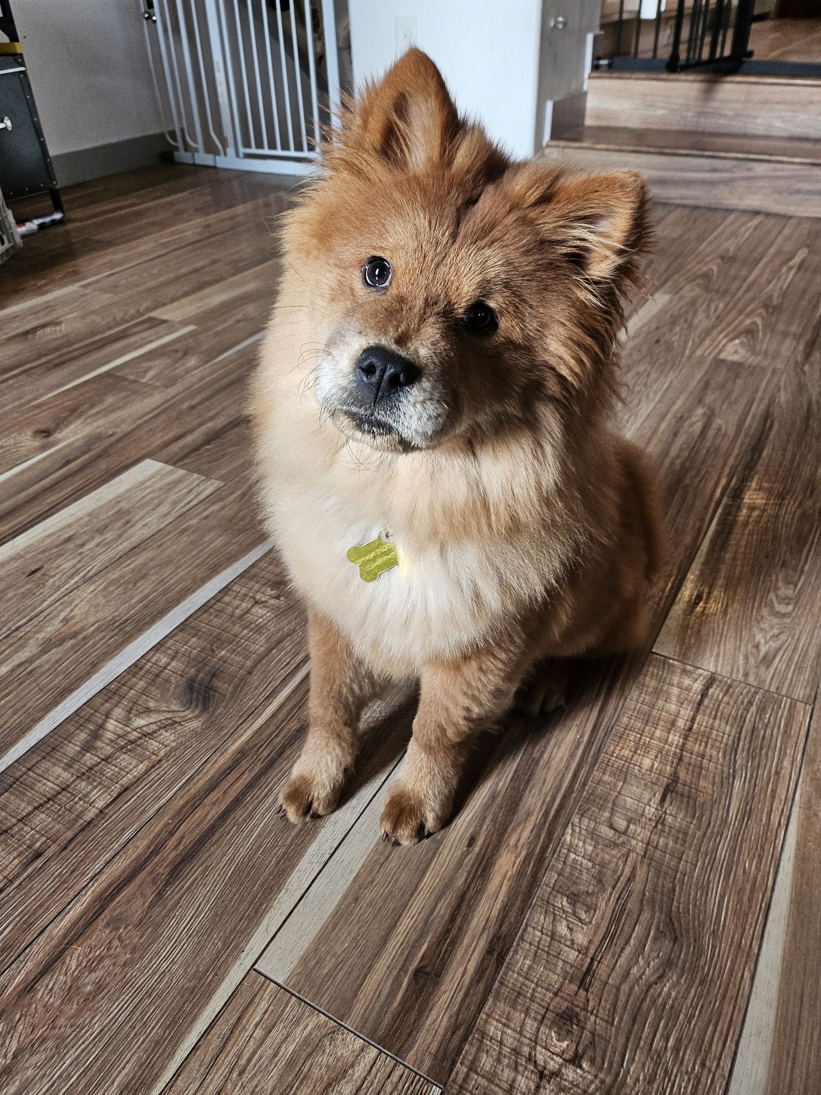 Chow chow and cheap japanese spitz mix