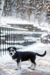 Glacier Gus