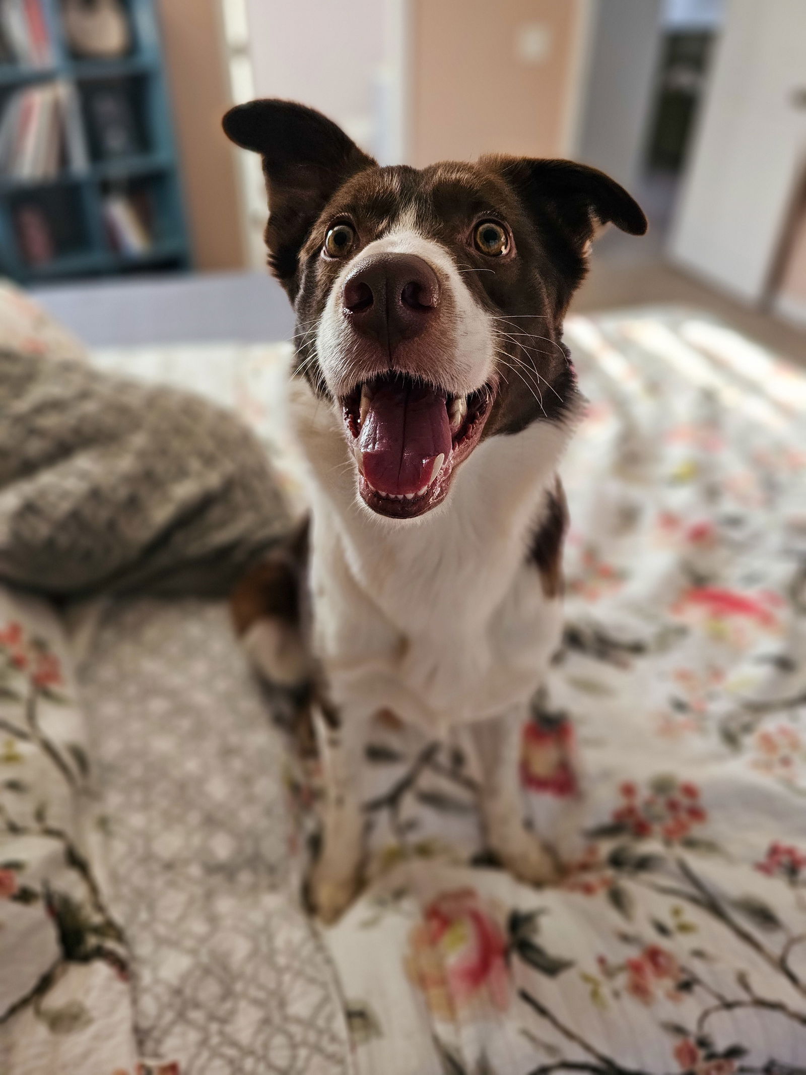 Dog for Adoption - Alfie Boy, a Border Collie in Coalville, UT | Alpha Paw