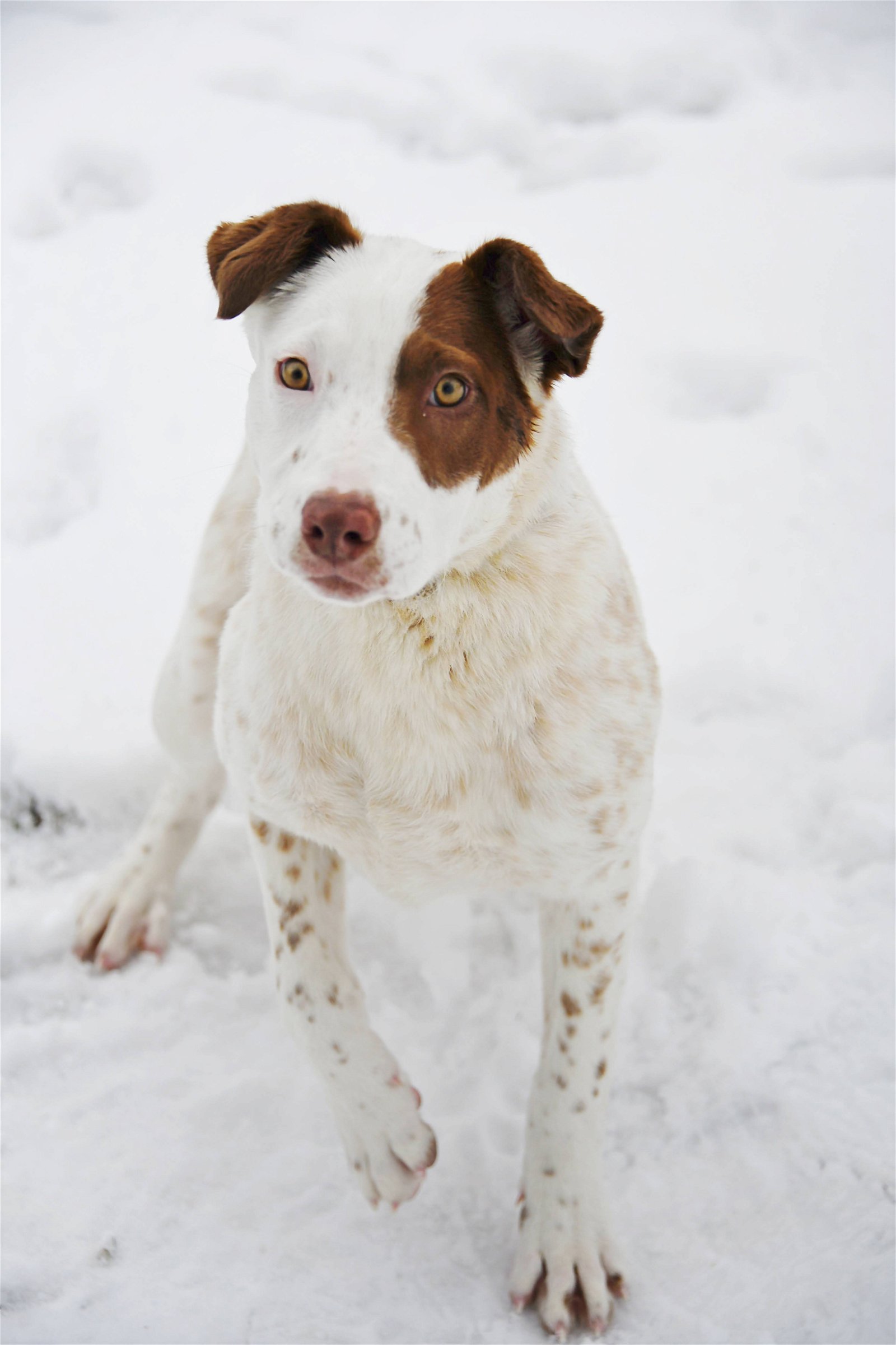 adoptable Dog in Sandy, UT named Gladys Herdman