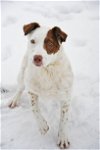 adoptable Dog in sandy, ut, UT named Gladys Herdman