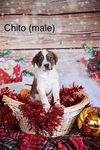 Chito