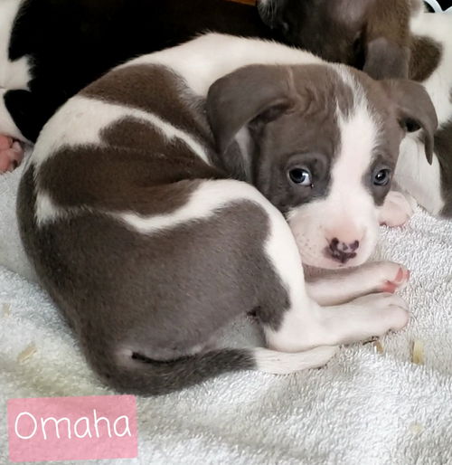 Omaha