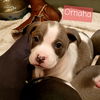 Omaha