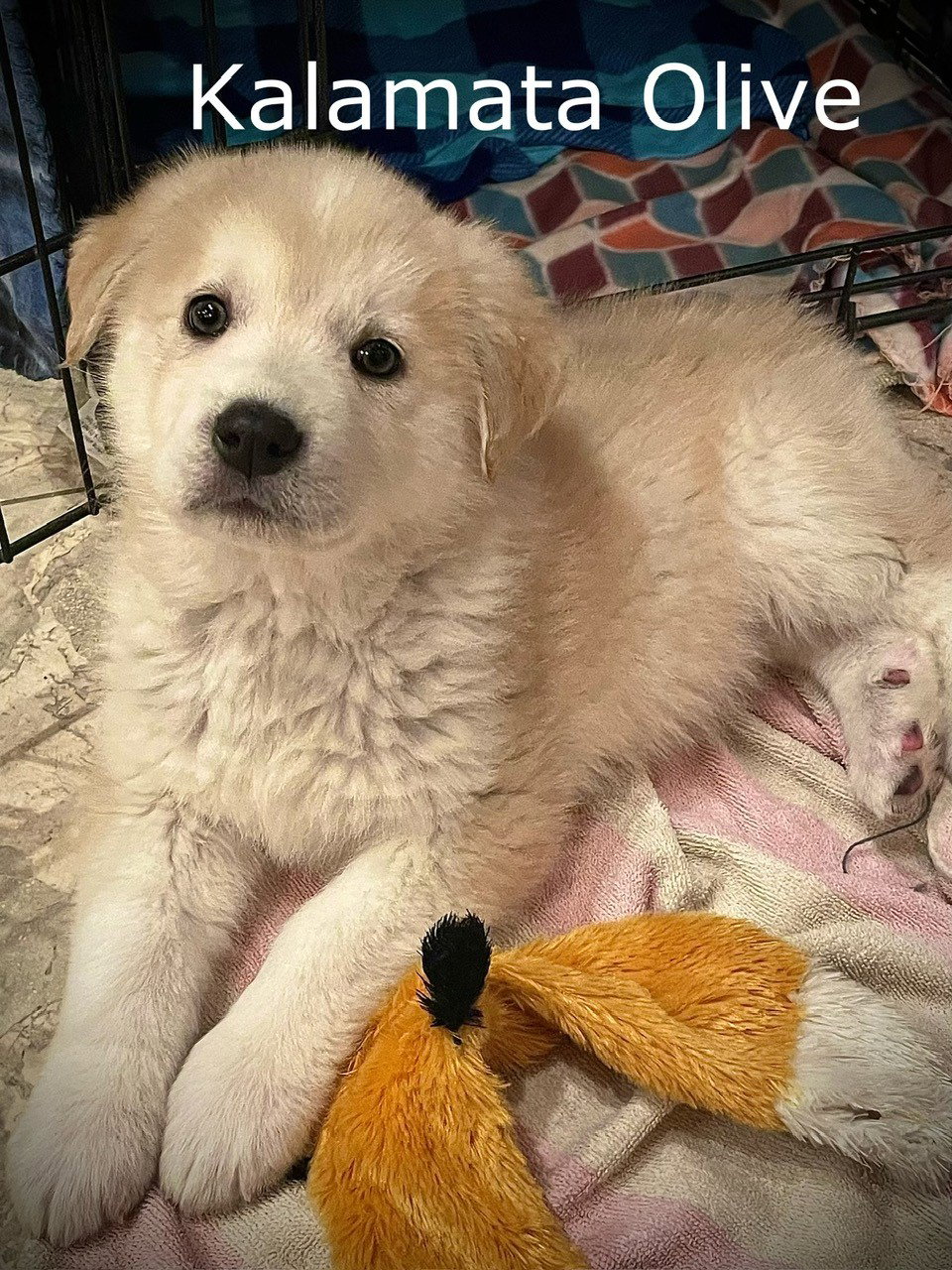 Dog for Adoption Kalamata Olive, a Great Pyrenees in Orem, UT Alpha Paw