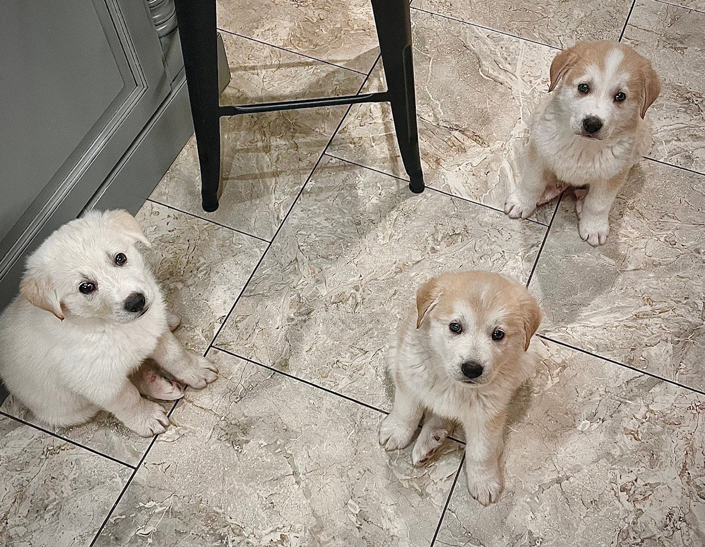 Dog for Adoption Kalamata Olive, a Great Pyrenees in Orem, UT Alpha Paw
