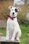 adoptable Dog in  named Bugle