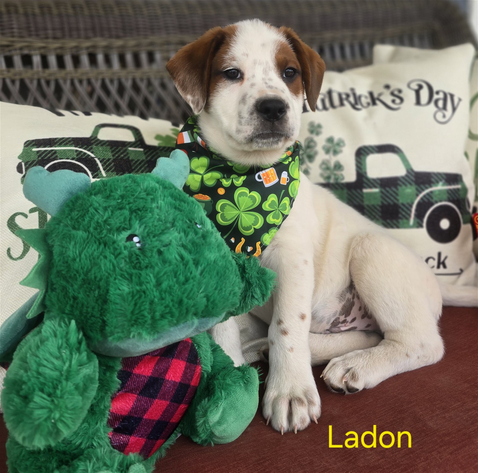 adoptable Dog in Sandy, UT named Ladon