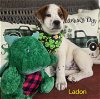 adoptable Dog in  named Ladon