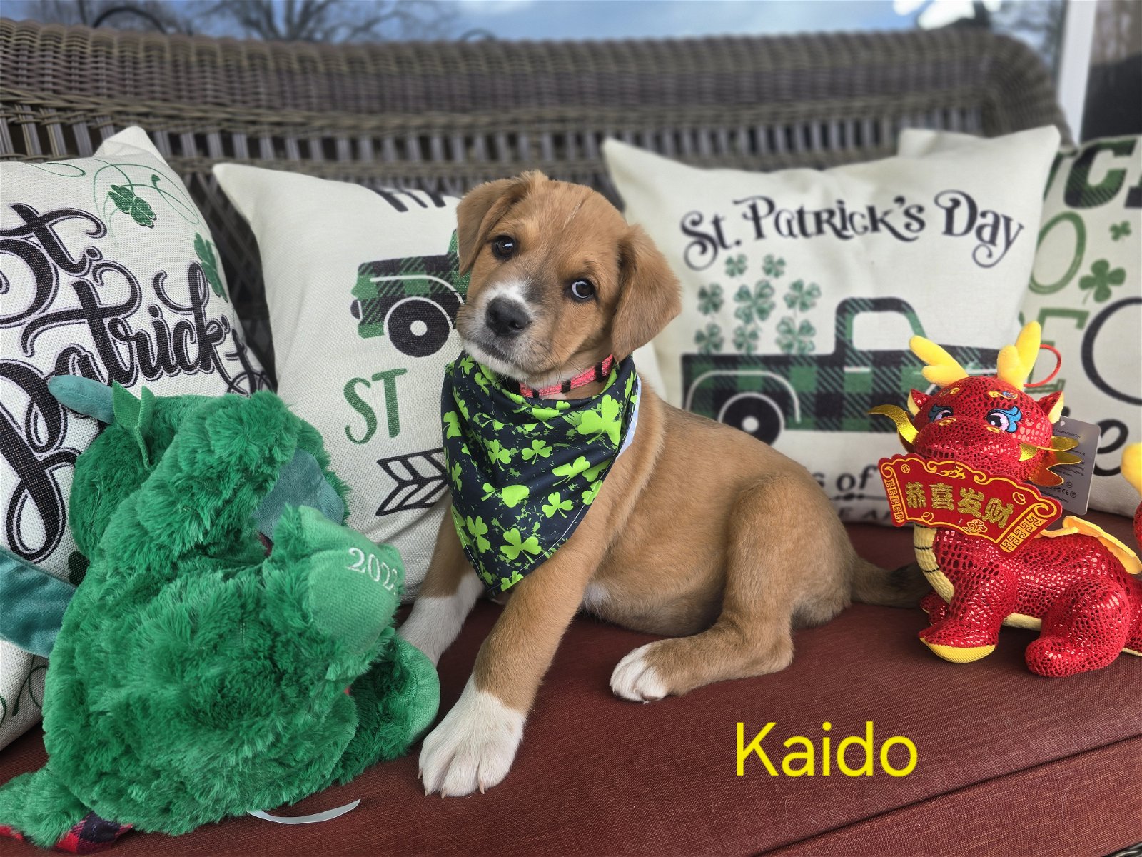 adoptable Dog in Sandy, UT named Kaido