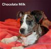 adoptable Dog in  named Chocolate Milk