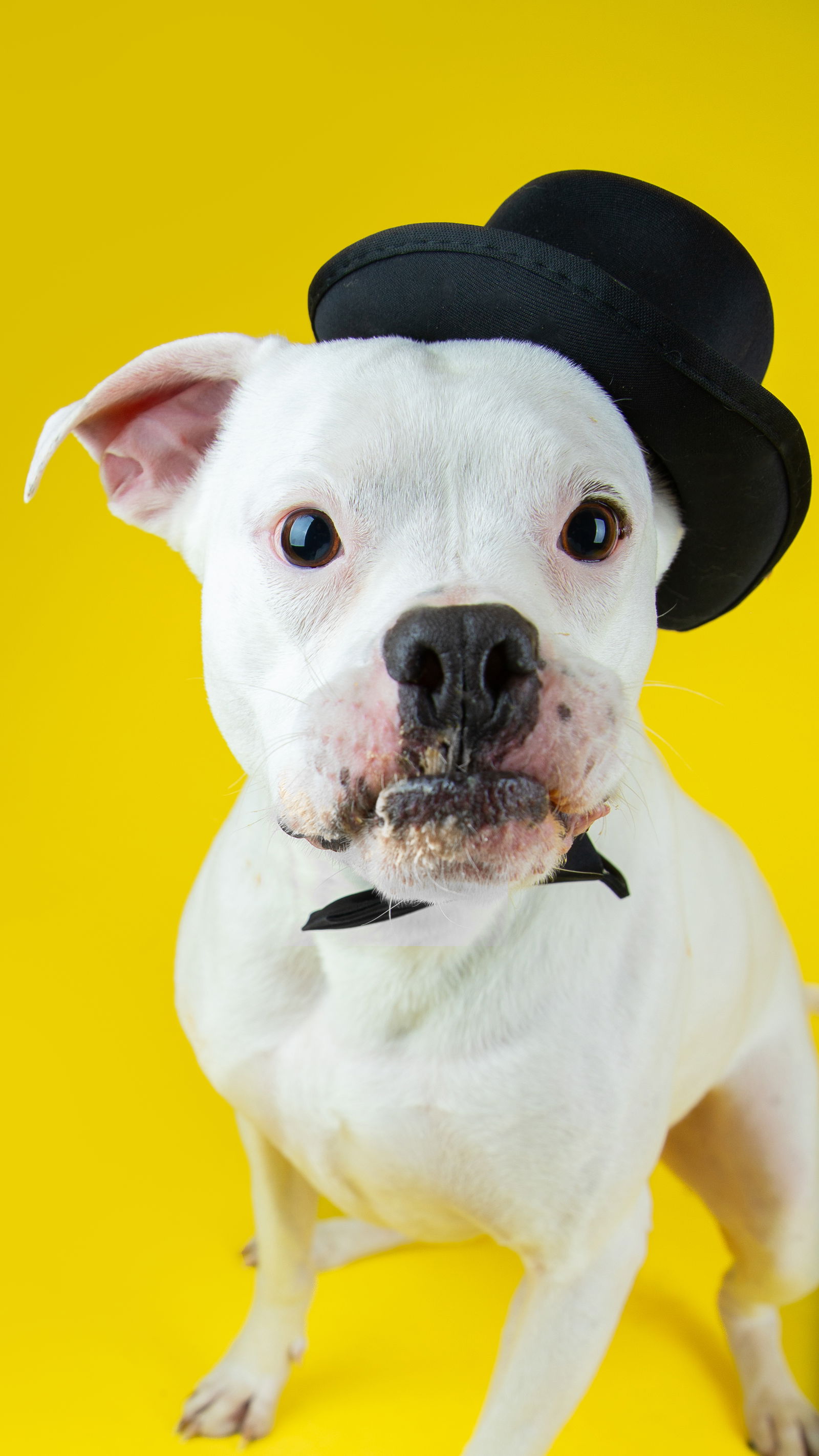 adoptable Dog in Sandy, UT named Creed