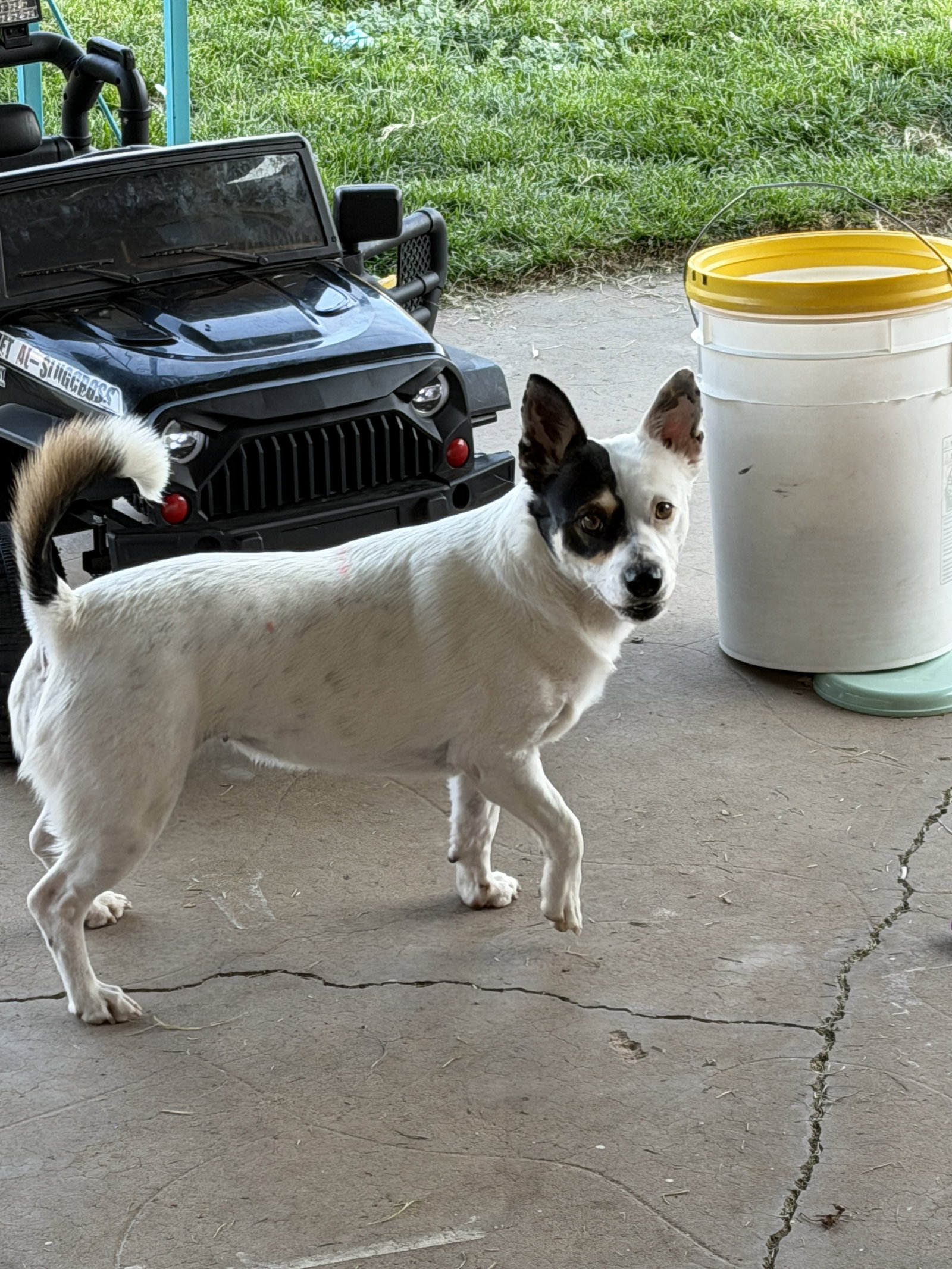 Ms. Willow, photo 10