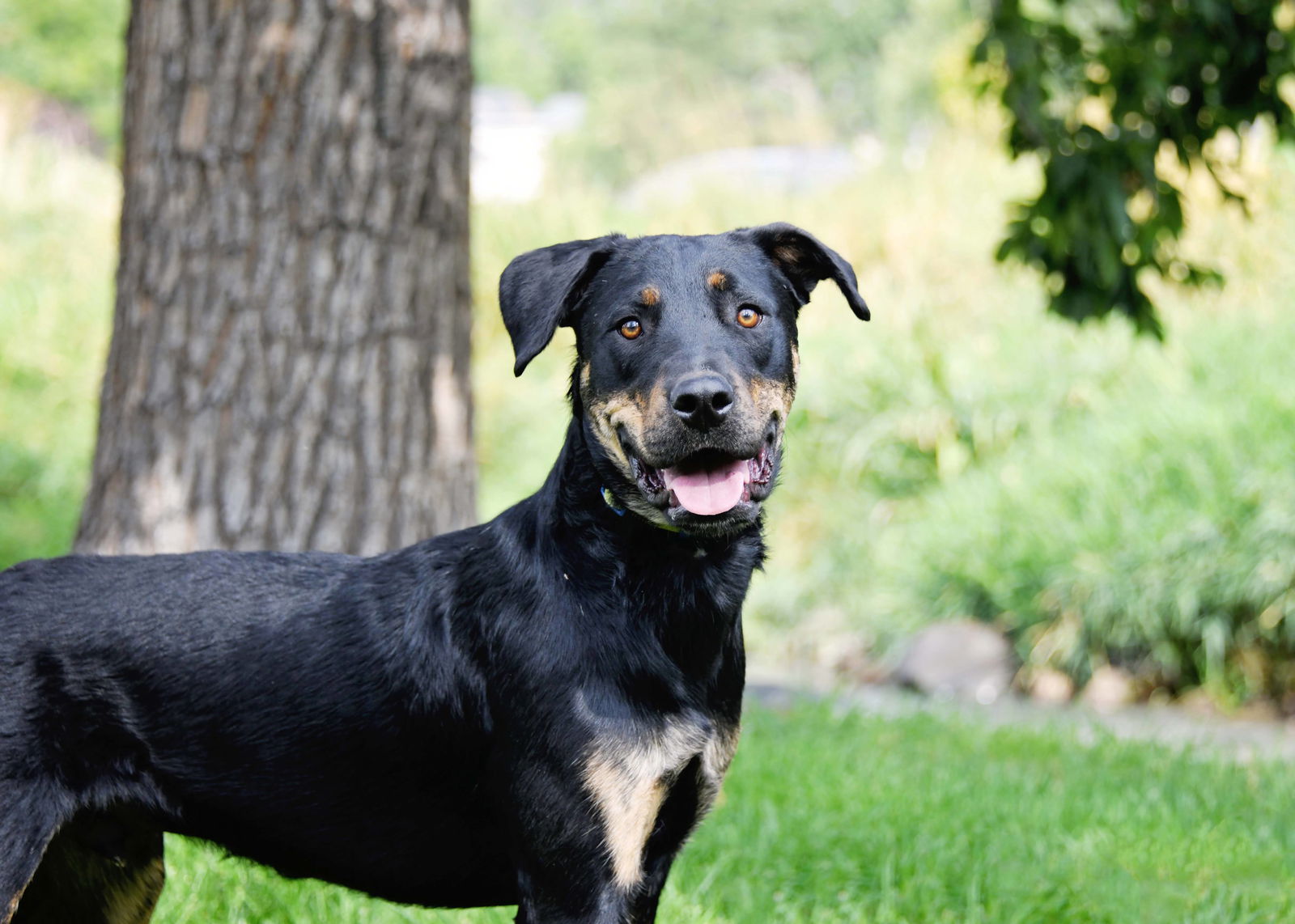 adoptable Dog in Sandy, UT named Marcellus