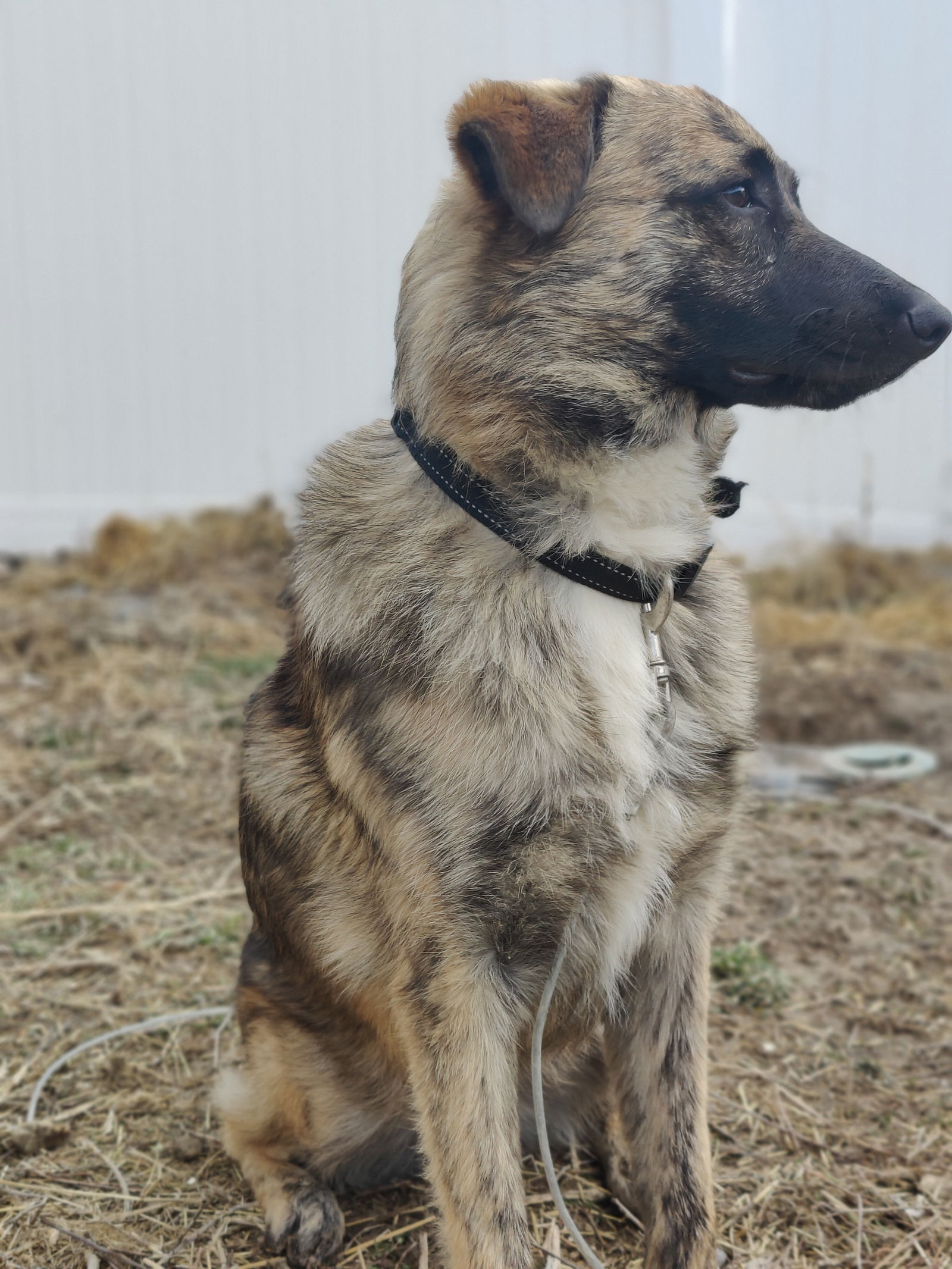 adoptable Dog in Sandy, UT named Gavin