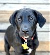 adoptable Dog in , UT named Kore