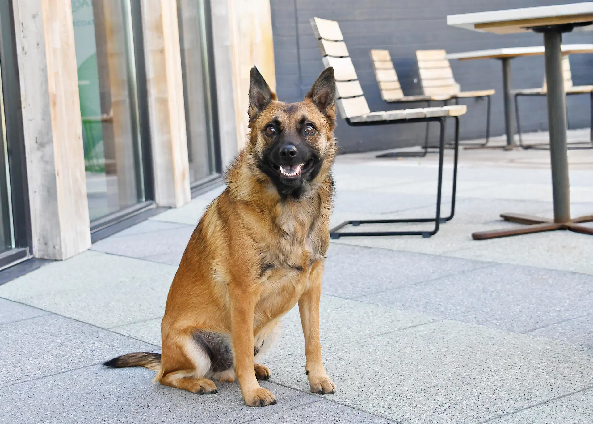 Frankie Brown - Shepherd