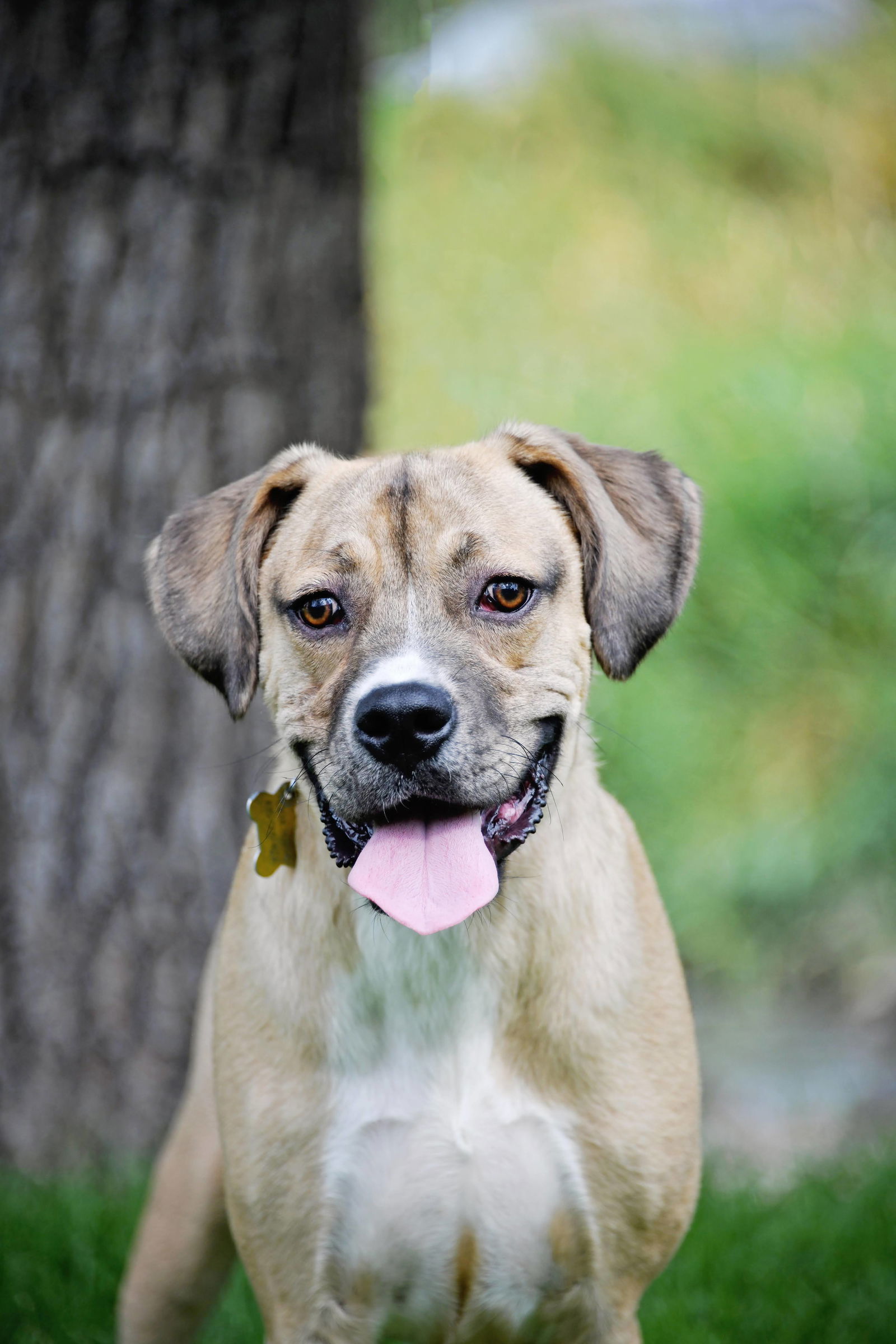 adoptable Dog in Sandy, UT named Izak