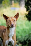 adoptable Dog in  named Meeko Red