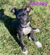 adoptable Dog in , UT named Ashley Olsen