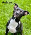 adoptable Dog in , UT named Ashley Olsen