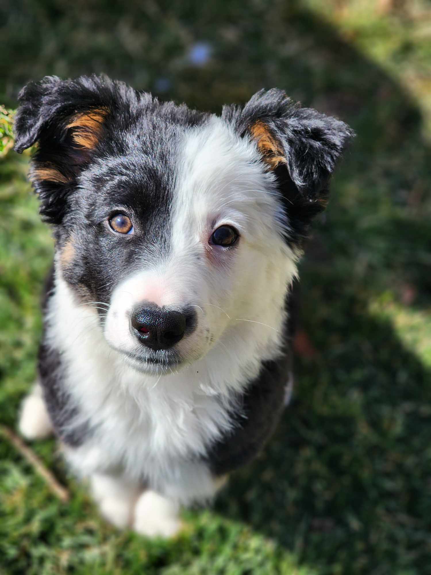 Dog for Adoption - Mr. Joey Tribbiani, a Border Collie in Roy, UT ...