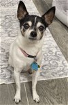 adoptable Dog in , UT named Ivory Lace