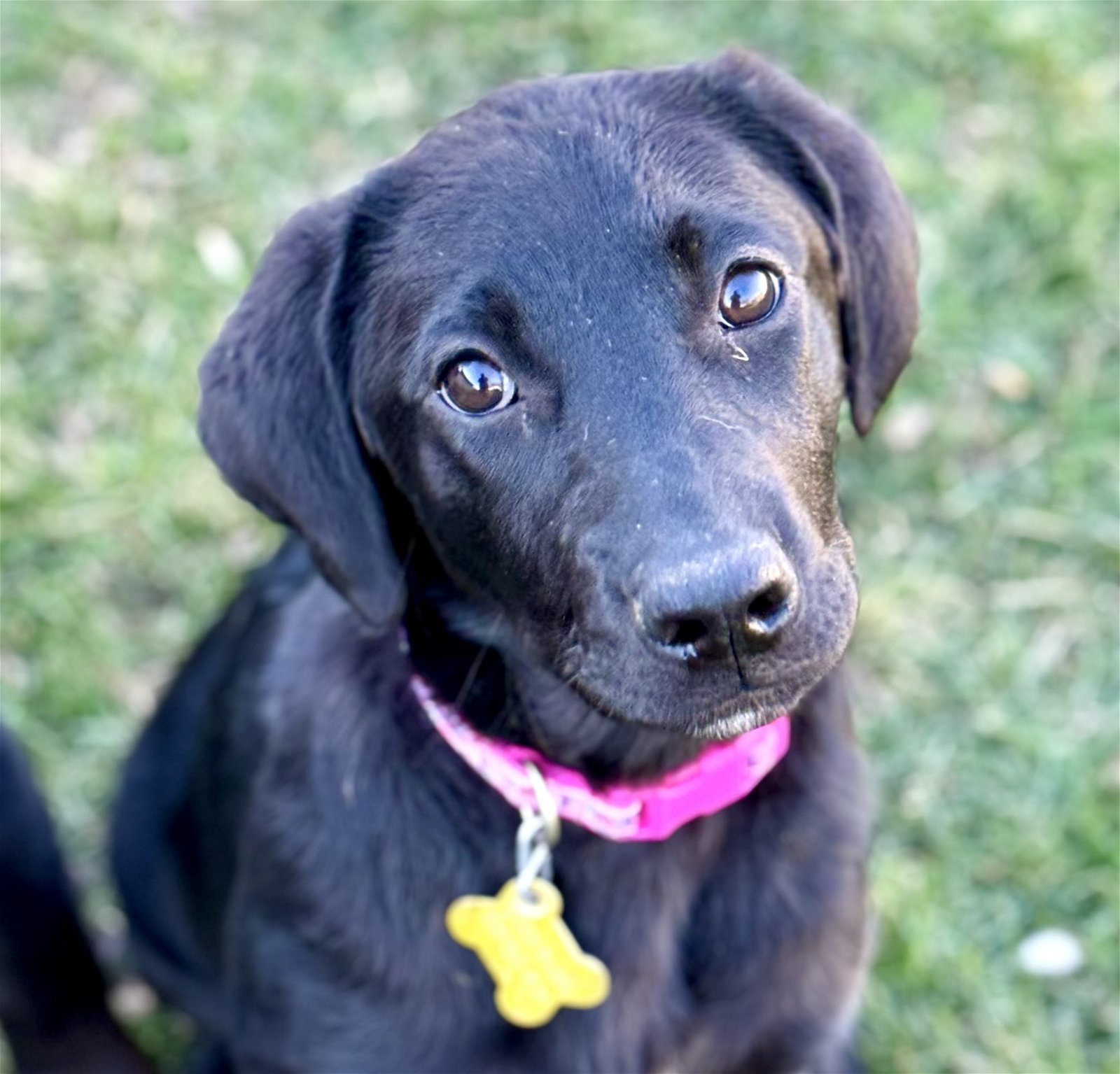 adoptable Dog in Sandy, UT named Lara