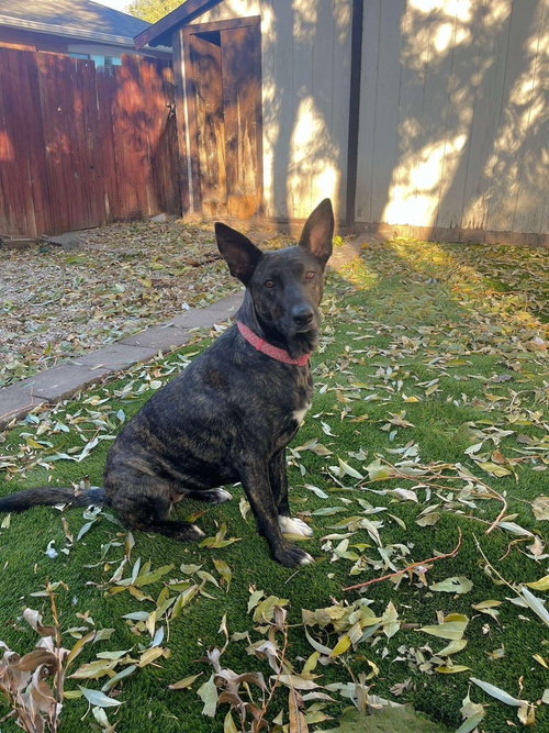 INDU - Dutch Shepherd / Cattle Dog available for adoption