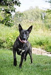 Indu - Photo 4