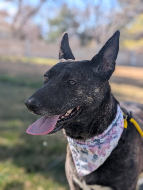 INDU - Dutch Shepherd / Cattle Dog available for adoption