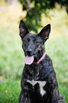 adoptable Dog in Sandy, UT named Indu