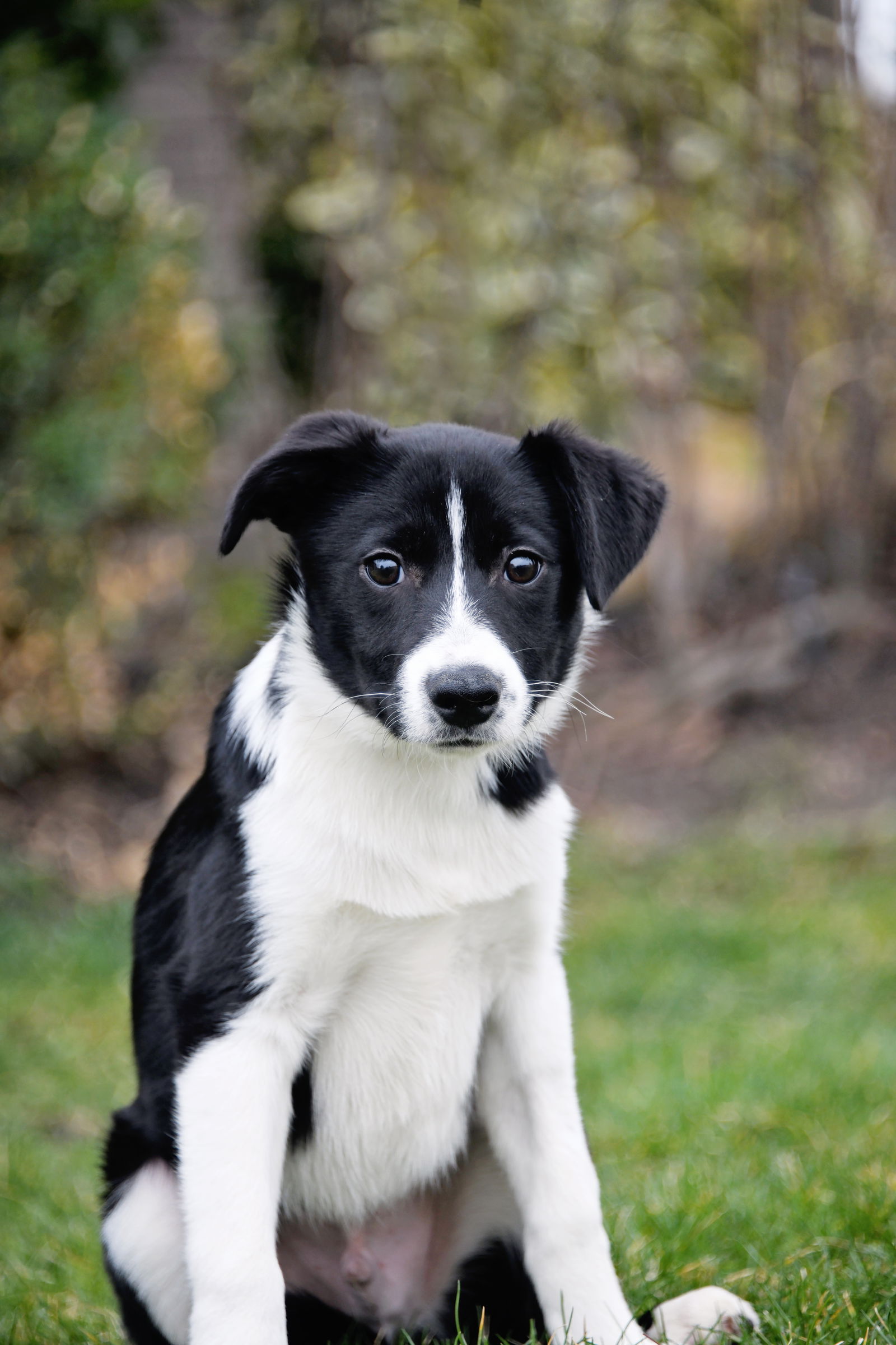 Dog for Adoption - Aero, a Border Collie in Washington Terrace, UT ...